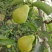 西洋巴梨