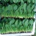 菠菜精品20-28厘米常年供应大量现货欢迎咨询产地直发