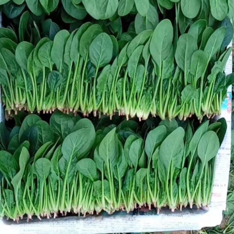 菠菜精品20-28厘米常年供应大量现货欢迎咨询产地直发