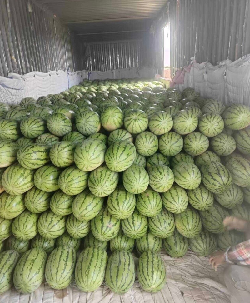 精品西瓜\甜霸王西瓜津宁河产地直发可视频看货订货