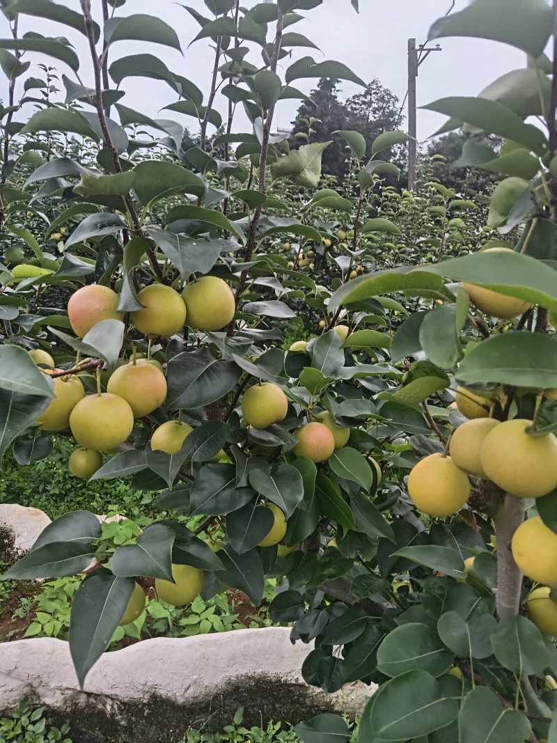 丁香梨