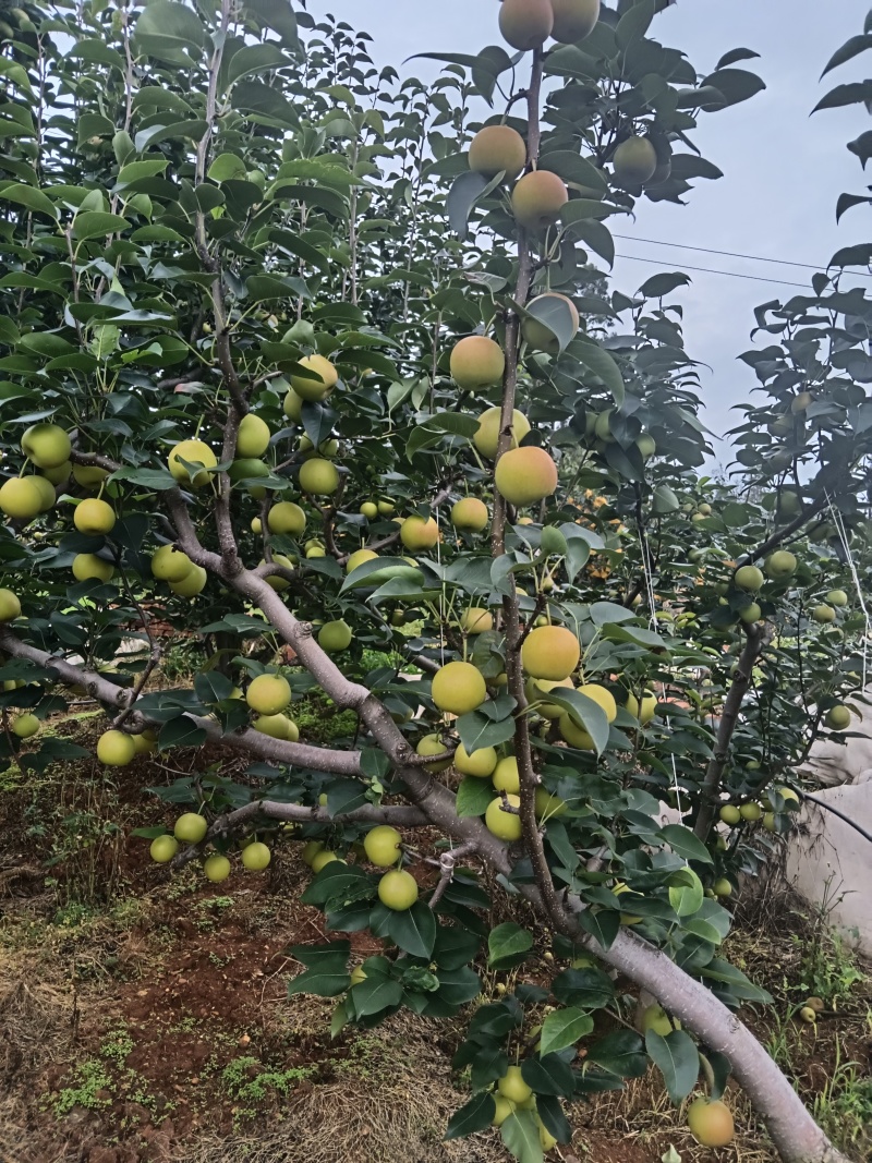 丁香梨