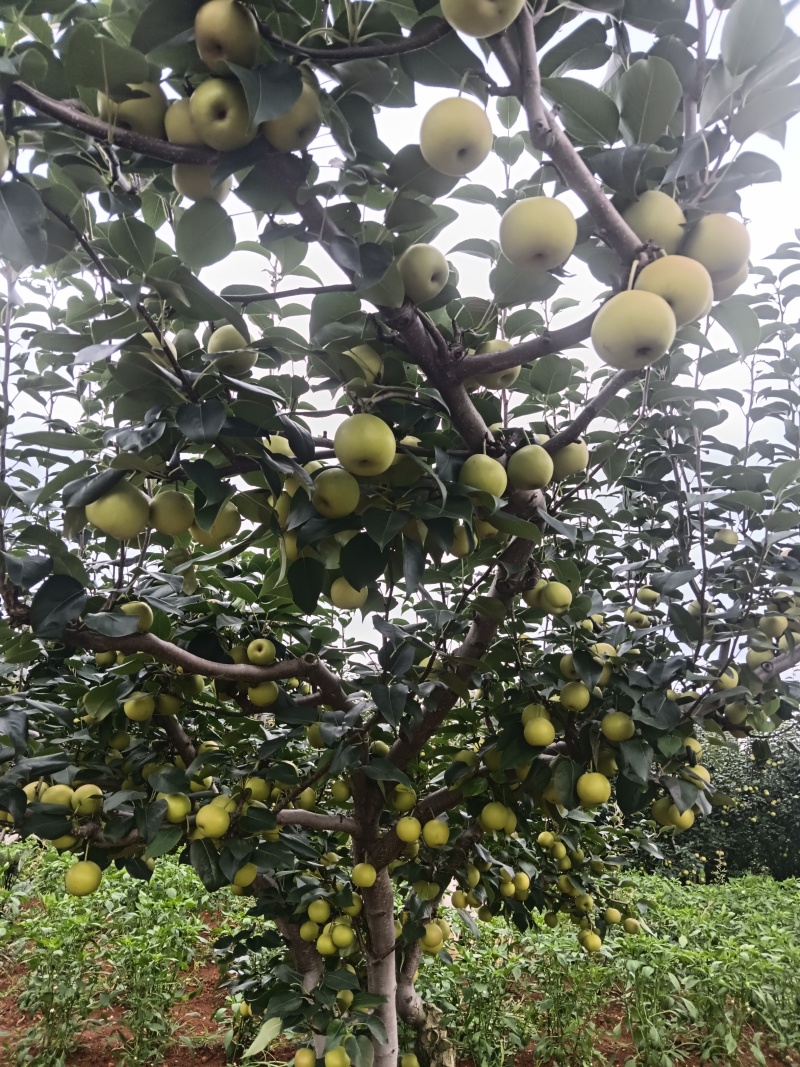 丁香梨