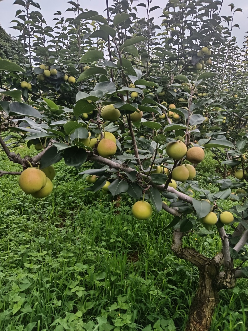 丁香梨