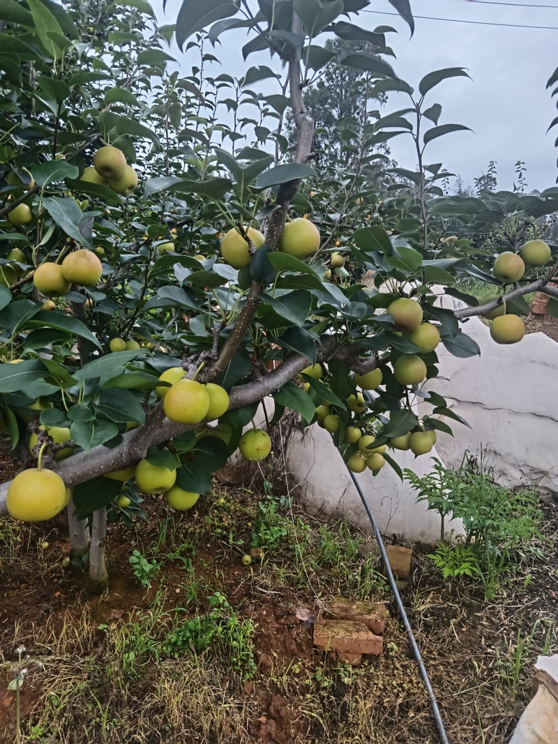 丁香梨