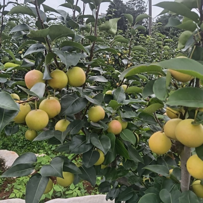 丁香梨