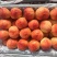 大果型毛桃突围光战4号中桃15红不软产地有货!!!
