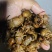 精品金蝉，蝉蛹，黑蝉，知了猴，老蝉，量大优