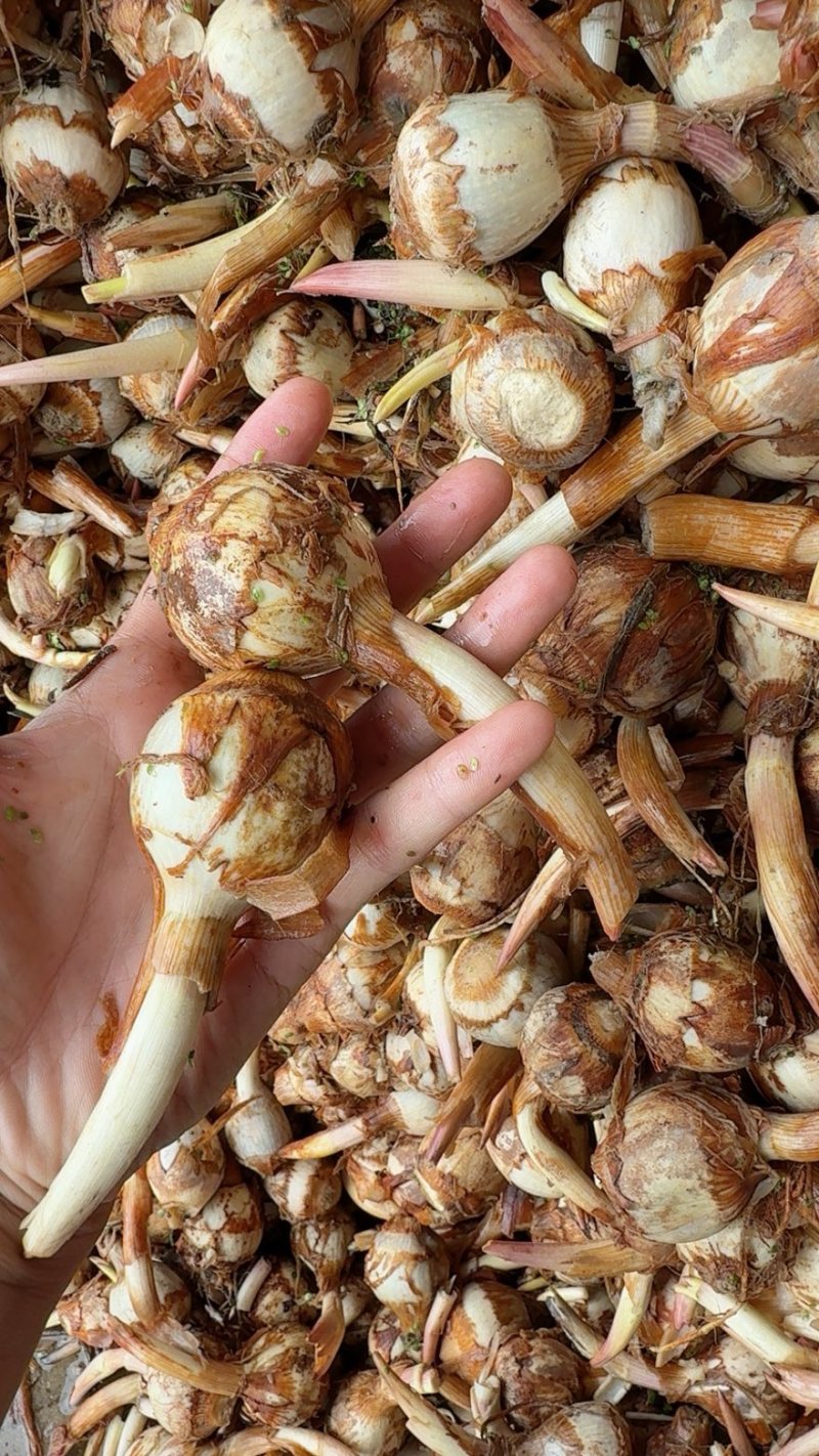 云南茨菇新鲜大量上市白慈菇青慈菇铁锈慈菇一天100吨