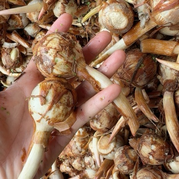大茨菇中茨菇小茨菇大量上市货源充足产地直销欢迎来电