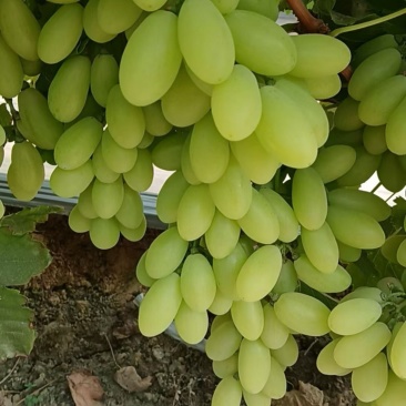 葡萄维多利亚奶油青提葡萄大量现货葡萄各种葡萄代发代购