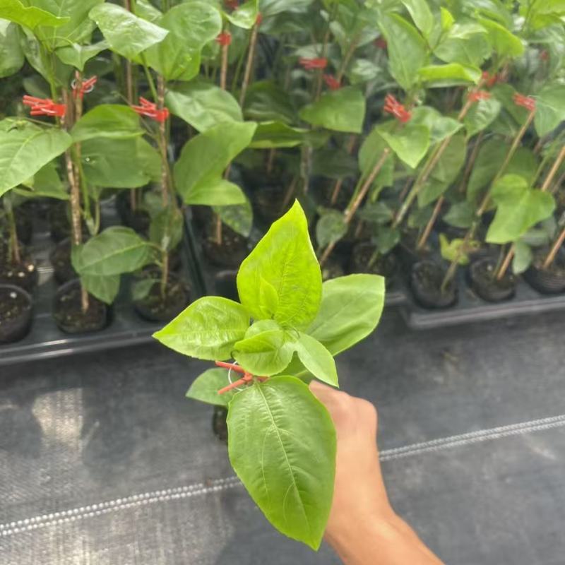 钦密9号百香果苗黄金百香果苗