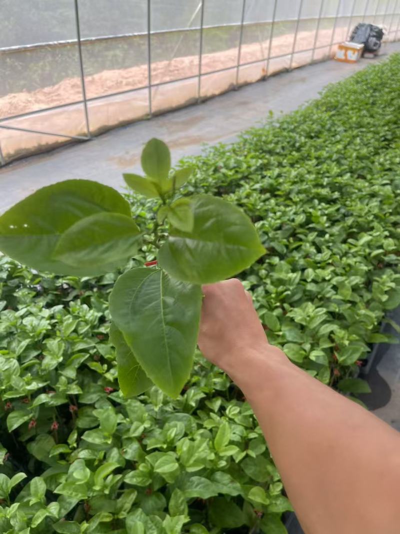 钦密9号百香果苗黄金百香果苗