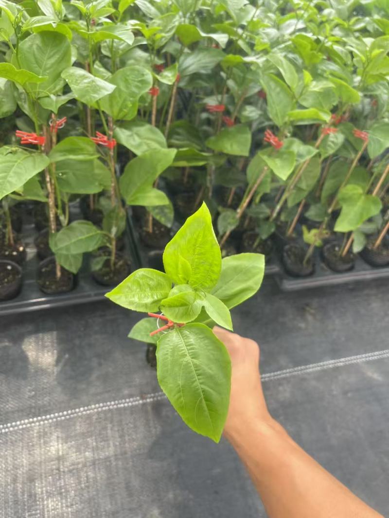 钦密9号百香果苗黄金百香果苗