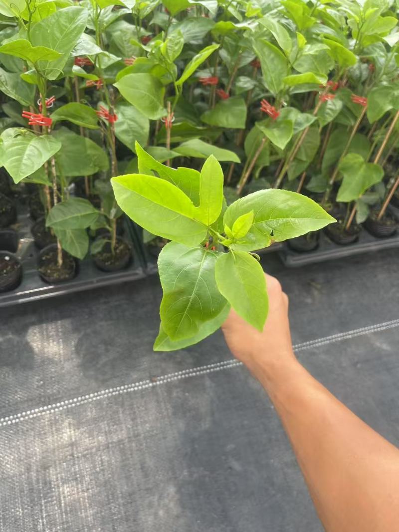 钦密9号百香果苗黄金百香果苗