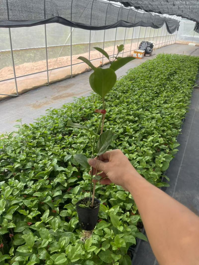 钦密9号百香果苗黄金百香果苗