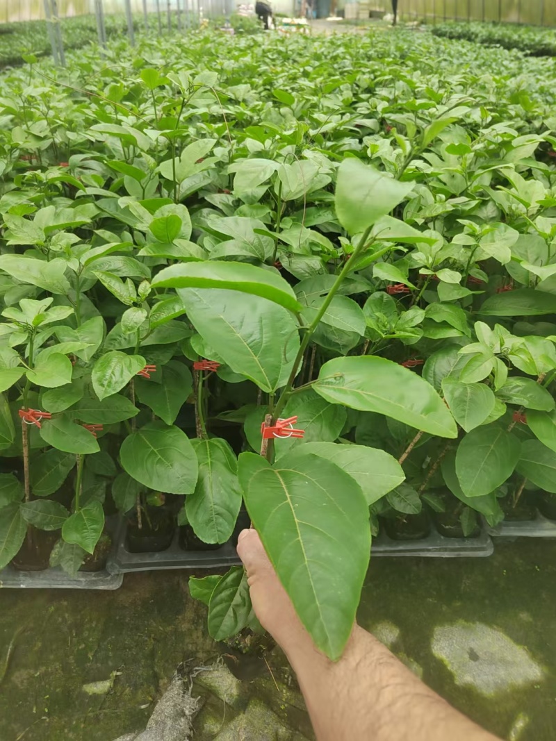 钦密9号百香果苗黄金百香果苗