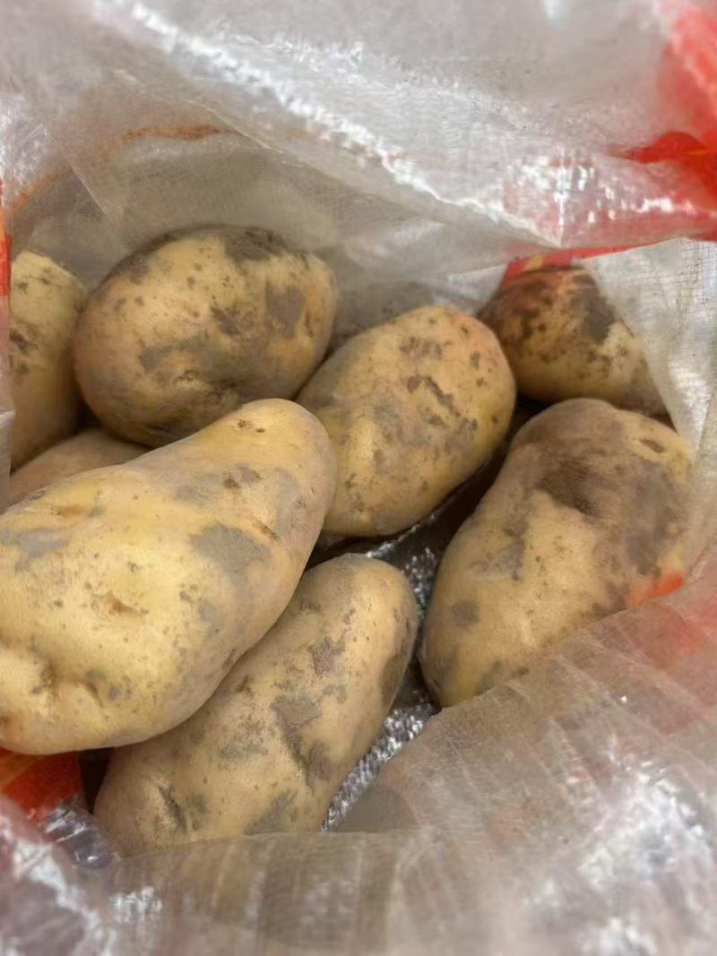 荷兰15土豆