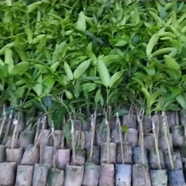 芒果苗,金煌苗桂七芒贵妃芒果苗