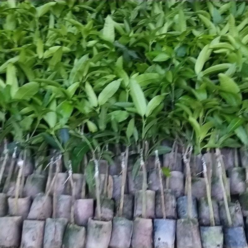 芒果苗,金煌苗桂七芒贵妃芒果苗