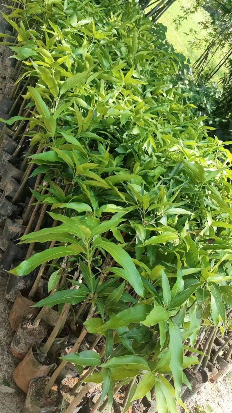 芒果苗,金煌苗桂七芒贵妃芒果苗