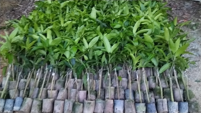 芒果苗,金煌苗桂七芒贵妃芒果苗