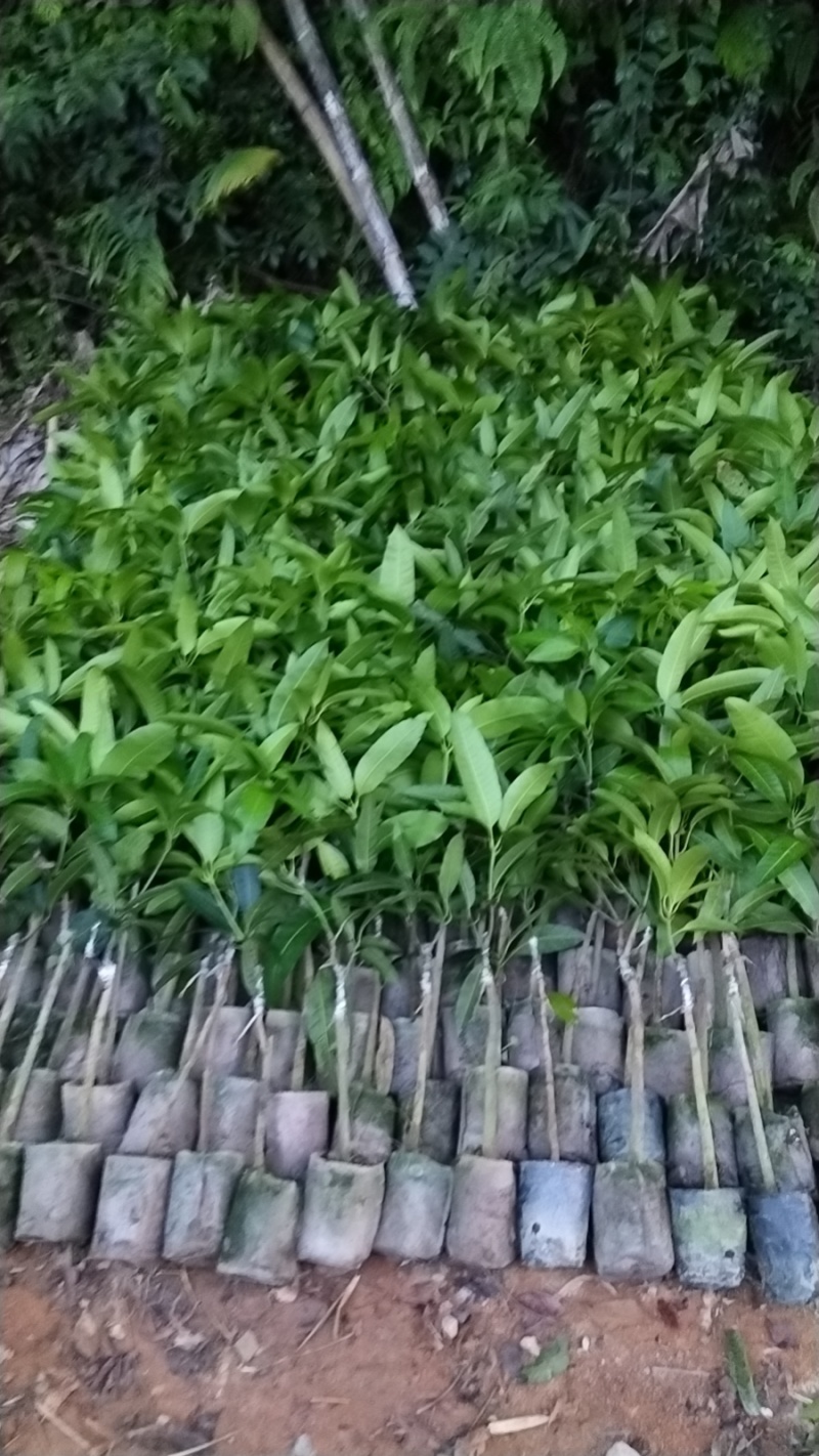 芒果苗,金煌苗桂七芒贵妃芒果苗