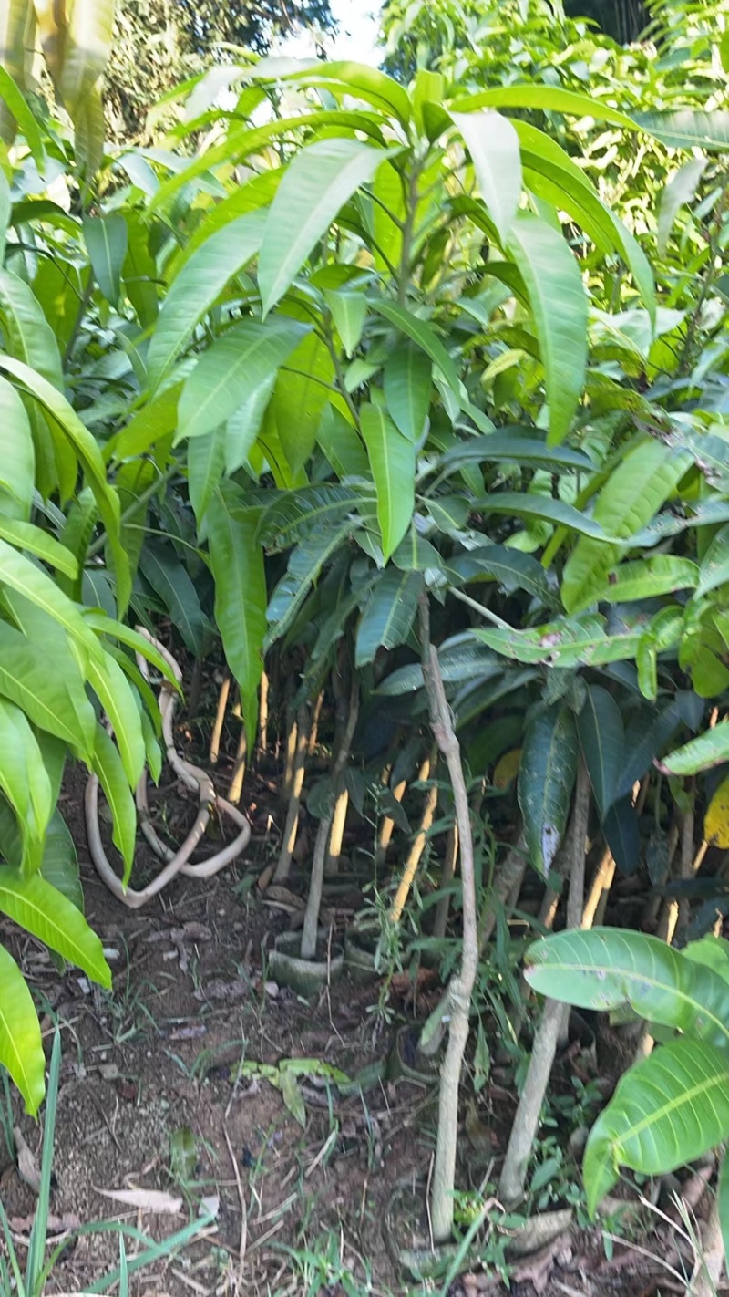 芒果苗,金煌苗桂七芒贵妃芒果苗