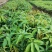 芒果苗,金煌苗桂七芒贵妃芒果苗