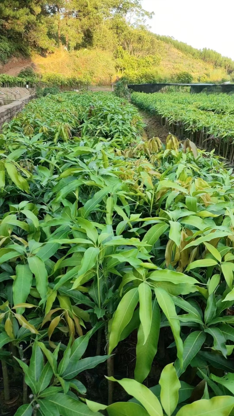 芒果苗,金煌苗桂七芒贵妃芒果苗