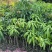 芒果苗,金煌苗桂七芒贵妃芒果苗