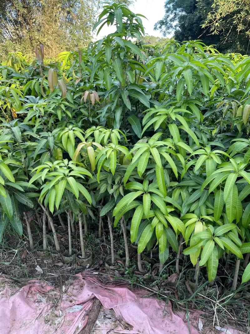 芒果苗,金煌苗桂七芒贵妃芒果苗