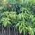 芒果苗,金煌苗桂七芒贵妃芒果苗
