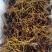 天然正宗云南野生虫草品质**量大从优不容错过