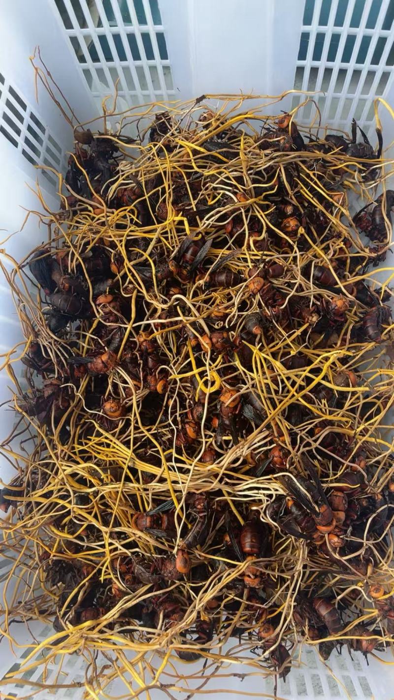 天然正宗云南野生虫草品质**量大从优不容错过