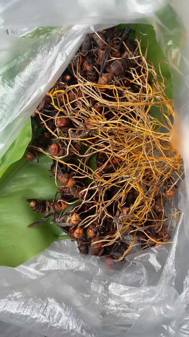 天然正宗云南野生虫草品质**量大从优不容错过