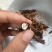 天然正宗云南野生虫草品质**量大从优不容错过