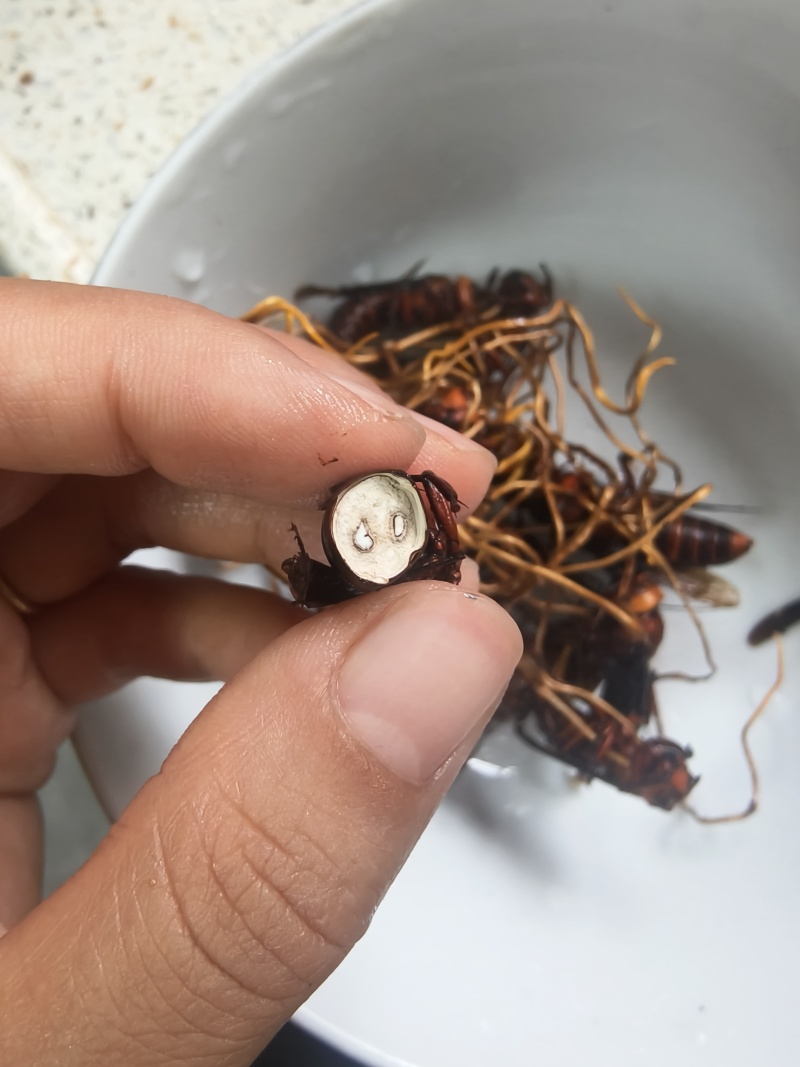 天然正宗云南野生虫草品质**量大从优不容错过