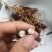天然正宗云南野生虫草品质**量大从优不容错过