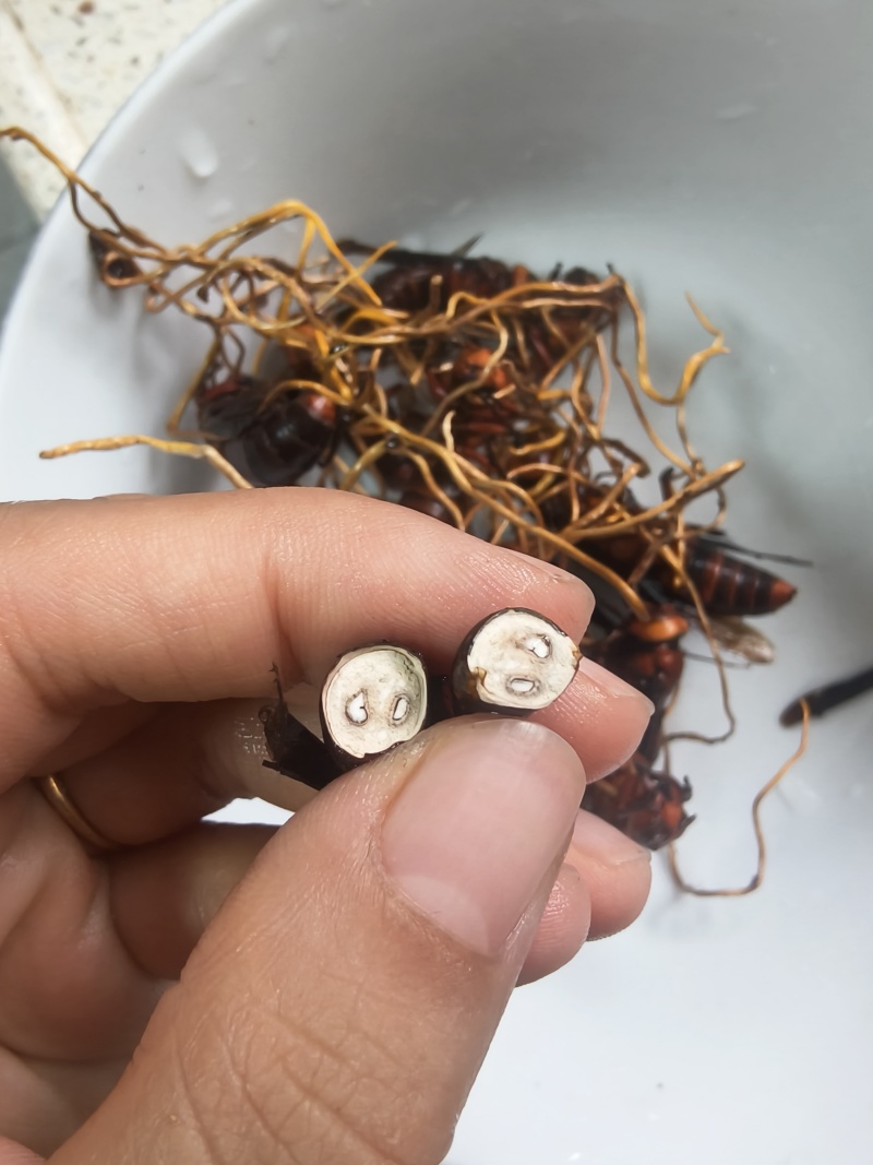 天然正宗云南野生虫草品质**量大从优不容错过