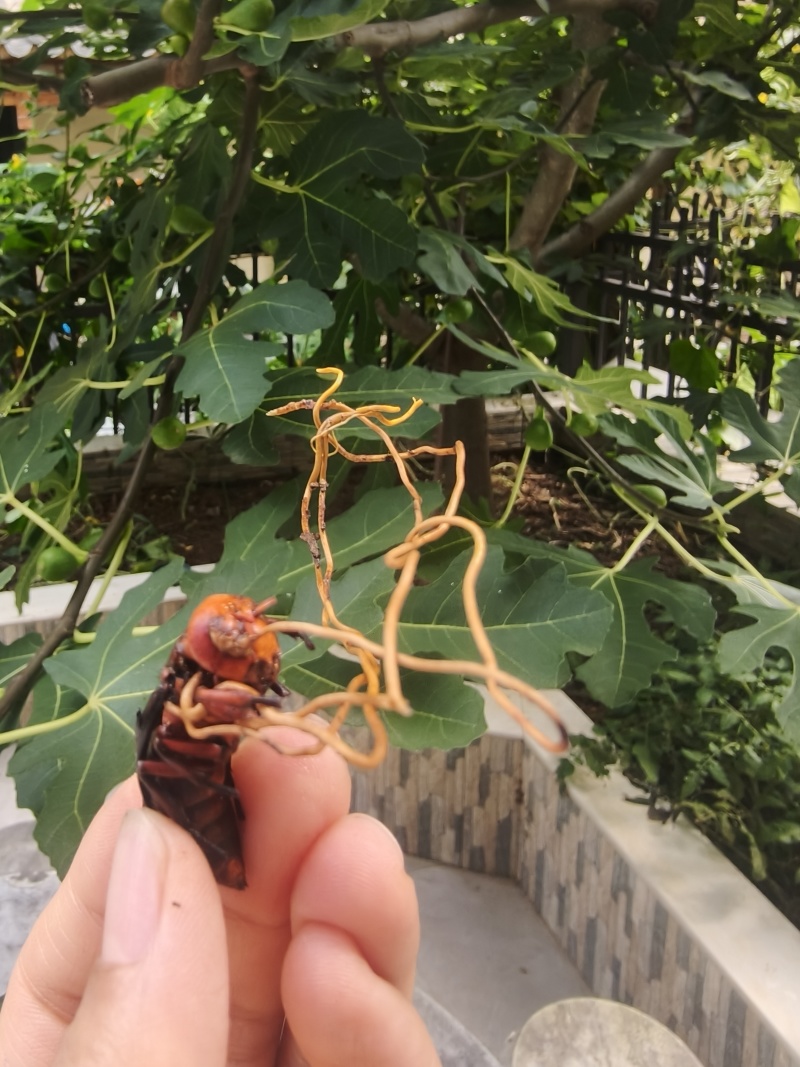 天然正宗云南野生虫草品质**量大从优不容错过