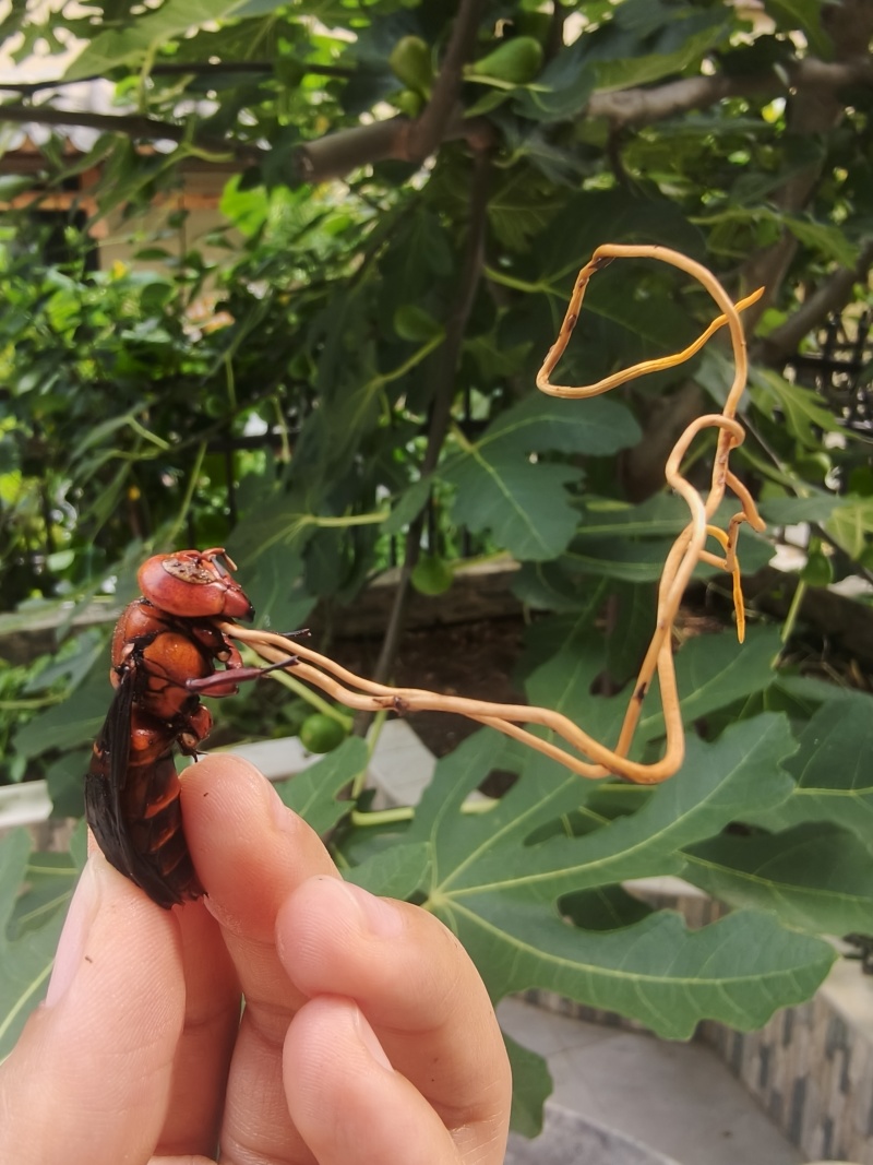 天然正宗云南野生虫草品质**量大从优不容错过