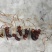 天然正宗云南野生虫草品质**量大从优不容错过