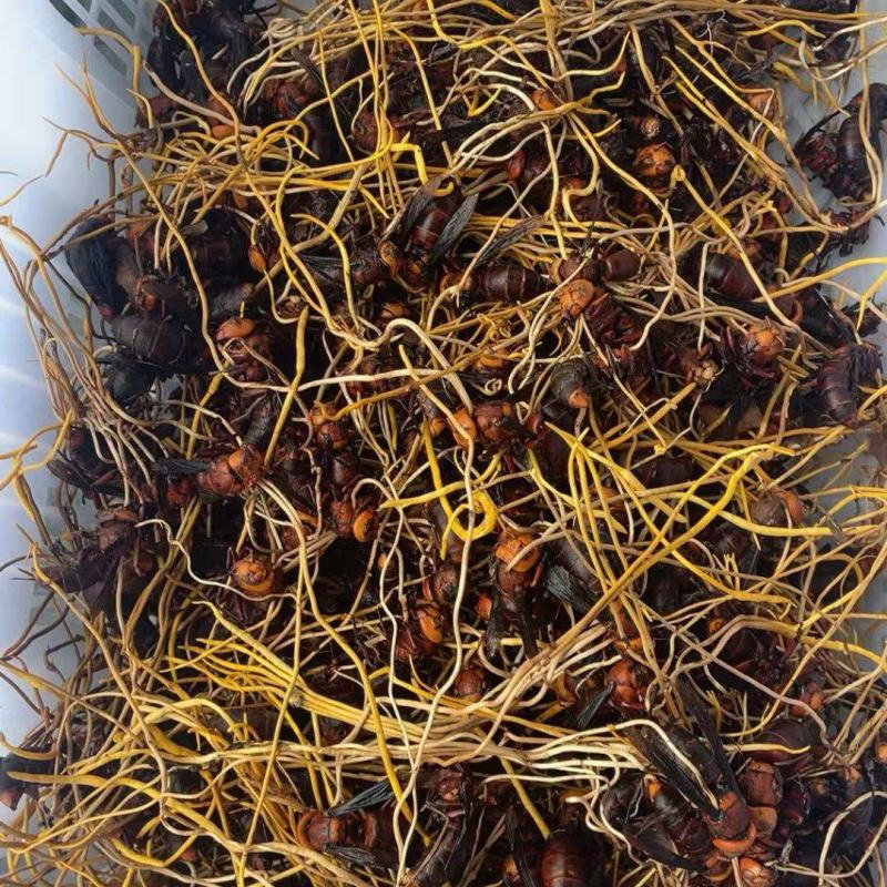 天然正宗云南野生虫草品质**量大从优不容错过
