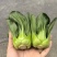 苏小青青菜种子小颗型小小苏小青仔苏州青种籽秋冬播耐寒