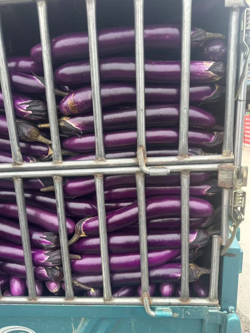 【实力推荐】长茄大量上市产地直发保质保量量大从优