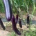 【实力推荐】长茄大量上市产地直发保质保量量大从优