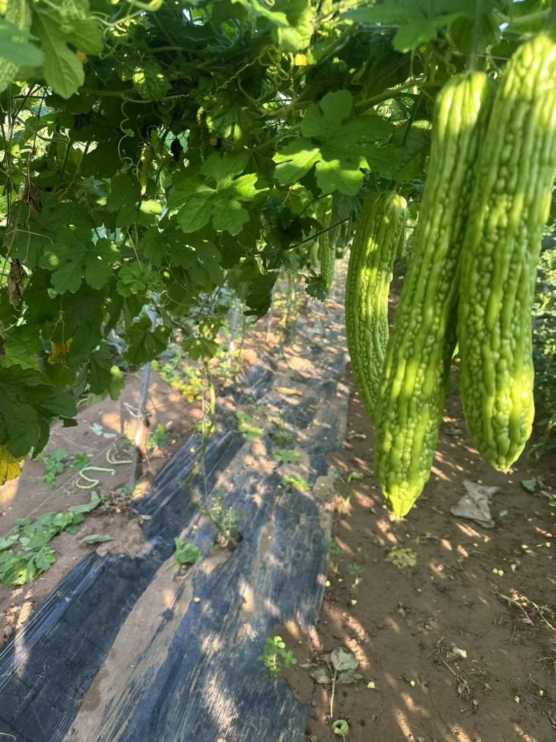 【实力推荐】苦瓜大量有货量大从优保质保量可对接商超市场