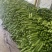 【实力推荐】苦瓜大量有货量大从优保质保量可对接商超市场