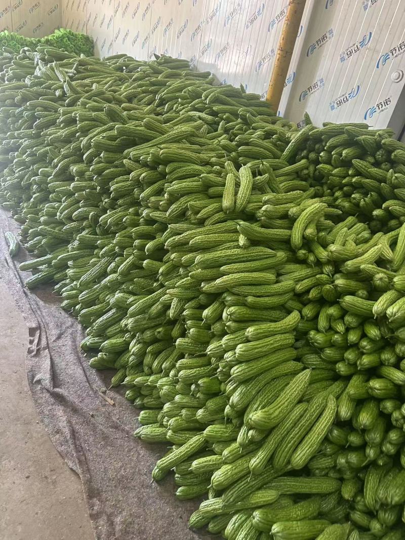 【实力推荐】苦瓜大量有货量大从优保质保量可对接商超市场